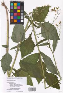 Lapsana communis subsp. intermedia (M. Bieb.) Hayek, Eastern Europe, Central region (E4) (Russia)