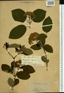 Viburnum lantana L., Eastern Europe, Eastern region (E10) (Russia)