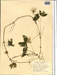 Clematis sibirica (L.) Mill., Eastern Europe, Northern region (E1) (Russia)