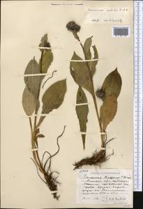 Saussurea sordida Kar. & Kir., Middle Asia, Northern & Central Tian Shan (M4) (Kazakhstan)