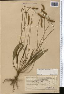 Plantago lanceolata L., Middle Asia, Western Tian Shan & Karatau (M3) (Kazakhstan)