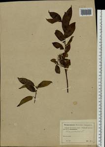 Salix pentandra L., Eastern Europe, Moscow region (E4a) (Russia)