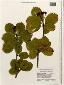 Sorbus subfusca (Ledeb. ex Nordm.) Boiss., Caucasus, Krasnodar Krai & Adygea (K1a) (Russia)