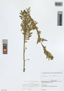 Artemisia tanacetifolia L., Siberia, Altai & Sayany Mountains (S2) (Russia)