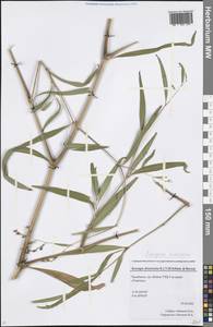 Koenigia divaricata (L.) T. M. Schust. & Reveal, Eastern Europe, Eastern region (E10) (Russia)