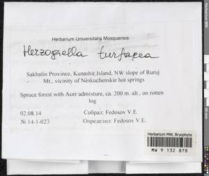 Herzogiella turfacea (Lindb.) Z. Iwats., Bryophytes, Bryophytes - Russian Far East (excl. Chukotka & Kamchatka) (B20) (Russia)