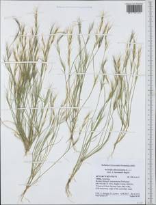 Aristida adscensionis L., South Asia, South Asia (Asia outside ex-Soviet states and Mongolia) (ASIA) (China)