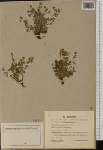 Potentilla heptaphylla subsp. australis (Nyman) Gams, Western Europe (EUR) (France)