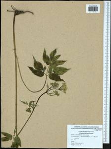 Aegopodium podagraria L., Eastern Europe, Central region (E4) (Russia)
