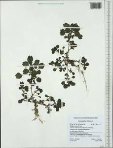 Amaranthus blitum L., Western Europe (EUR) (Italy)