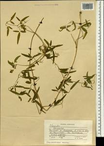 Clematis, South Asia, South Asia (Asia outside ex-Soviet states and Mongolia) (ASIA) (Afghanistan)