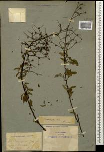 Scrophularia variegata M. Bieb., Caucasus, Armenia (K5) (Armenia)