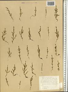 Salicornia europaea (Moss) Lambinon & Vanderp., Eastern Europe, Northern region (E1) (Russia)