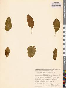 Potamogeton natans L., Siberia, Chukotka & Kamchatka (S7) (Russia)
