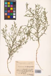 Corispermum hyssopifolium L., Eastern Europe, Middle Volga region (E8) (Russia)