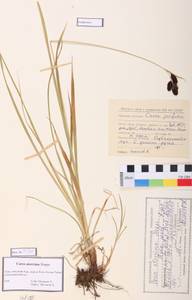 Carex aterrima Hoppe, Siberia, Altai & Sayany Mountains (S2) (Russia)