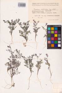 Fumaria schleicheri Soy.-Will., Eastern Europe, Lower Volga region (E9) (Russia)