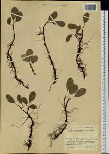 Salix reticulata L., Siberia, Baikal & Transbaikal region (S4) (Russia)