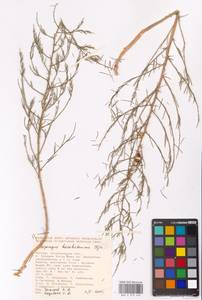 Asparagus inderiensis Blume ex Ledeb., Eastern Europe, Lower Volga region (E9) (Russia)