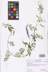 Vicia cracca L., Eastern Europe, Central forest region (E5) (Russia)