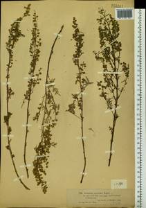 Artemisia gmelinii Weber ex Stechm., Siberia, Western (Kazakhstan) Altai Mountains (S2a) (Kazakhstan)