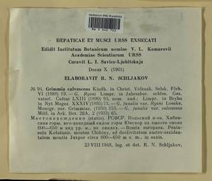 Grimmia funalis (Schwägr.) Bruch & Schimp., Bryophytes, Bryophytes - Karelia, Leningrad & Murmansk Oblasts (B4) (Russia)