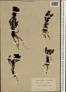 Pedicularis acmodonta Boiss., South Asia, South Asia (Asia outside ex-Soviet states and Mongolia) (ASIA) (Turkey)