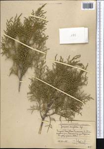 Juniperus semiglobosa Regel, Middle Asia, Western Tian Shan & Karatau (M3) (Uzbekistan)