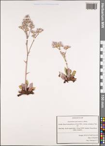 Goniolimon speciosum (L.) Boiss., Siberia, Altai & Sayany Mountains (S2) (Russia)