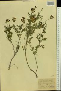 Astragalus albicaulis DC., Eastern Europe, North Ukrainian region (E11) (Ukraine)