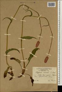 Bistorta carnea (K. Koch) Kom., Caucasus, South Ossetia (K4b) (South Ossetia)