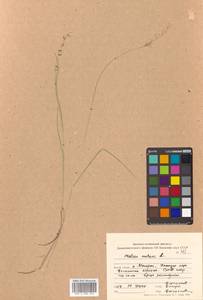 Melica nutans L., Siberia, Russian Far East (S6) (Russia)