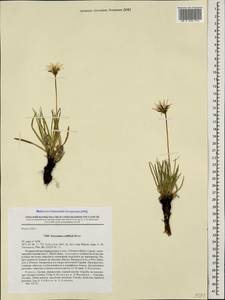 Gelasia seidlitzii (Boiss.) Zaika, Sukhor. & N. Kilian, Caucasus, Georgia (K4) (Georgia)