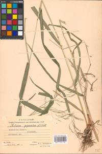 Lolium giganteum (L.) Darbysh., Eastern Europe, Moscow region (E4a) (Russia)