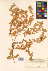 Honckenya peploides subsp. major (Hook.) Hultén, Siberia, Russian Far East (S6) (Russia)