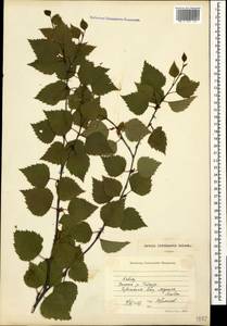 Betula pubescens var. litwinowii (Doluch.) Ashburner & McAll., Caucasus, Stavropol Krai, Karachay-Cherkessia & Kabardino-Balkaria (K1b) (Russia)
