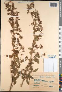 Spiraea dahurica (Rupr.) Maxim., Siberia, Baikal & Transbaikal region (S4) (Russia)