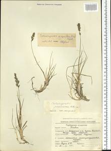 Calamagrostis sesquiflora (Trin.) Tzvelev, Siberia, Chukotka & Kamchatka (S7) (Russia)