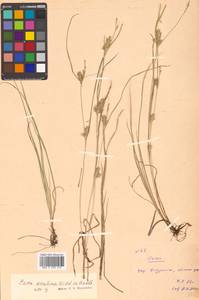 Carex secalina Willd. ex Wahlenb., Siberia, Russian Far East (S6) (Russia)