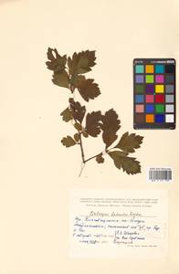 Crataegus dahurica (Dieck) Koehne, Siberia, Russian Far East (S6) (Russia)