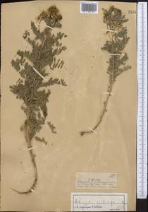 Astragalus penduliflorus Lam., Middle Asia, Dzungarian Alatau & Tarbagatai (M5) (Kazakhstan)