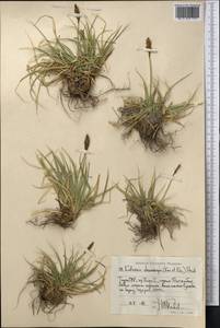 Carex kokanica (Regel) S.R.Zhang, Middle Asia, Pamir & Pamiro-Alai (M2) (Tajikistan)