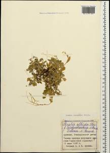 Arabis caucasica Willd., Caucasus, Armenia (K5) (Armenia)