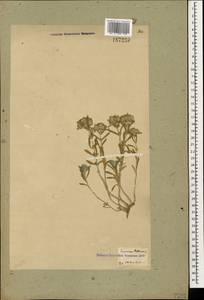 Teucrium polium L., Caucasus, Georgia (K4) (Georgia)