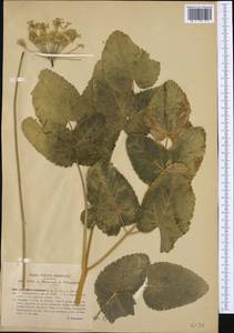 Laserpitium latifolium L., Western Europe (EUR) (Italy)