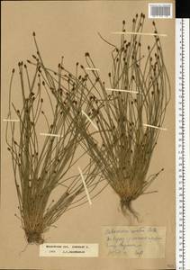 Eleocharis ovata (Roth) Roem. & Schult., Eastern Europe, Moscow region (E4a) (Russia)