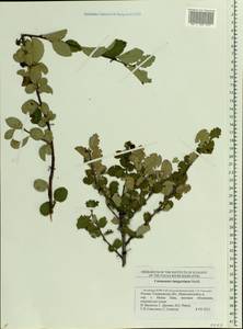 Cotoneaster integerrimus Medik., Eastern Europe, Middle Volga region (E8) (Russia)