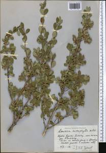 Lonicera microphylla Willd. ex Roem. & Schult., Middle Asia, Northern & Central Tian Shan (M4) (Kyrgyzstan)