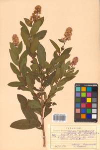 Spiraea salicifolia L., Siberia, Russian Far East (S6) (Russia)