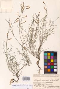 Astragalus pseudotataricus Boriss., Eastern Europe, Lower Volga region (E9) (Russia)